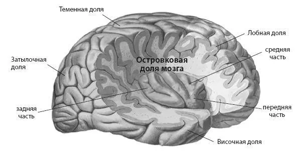 Островковая доля мозга это небольшая зона мозга находящаяся глубоко в коре - фото 6