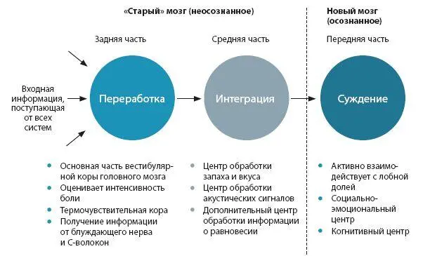 Основное количество информации проходит сквозь островковую долю начиная с - фото 7