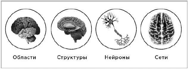 Новые инструменты позволяют изучать мозг на разных уровнях анализа В - фото 5