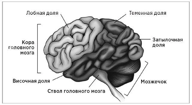 Основные области мозга Таблица 1 Основные мозговые структуры ассоциируемые с - фото 6