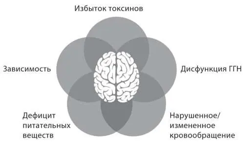 Пять состояний сбоев в работе мозгатела Избыток токсиновМы подвергаемся - фото 3