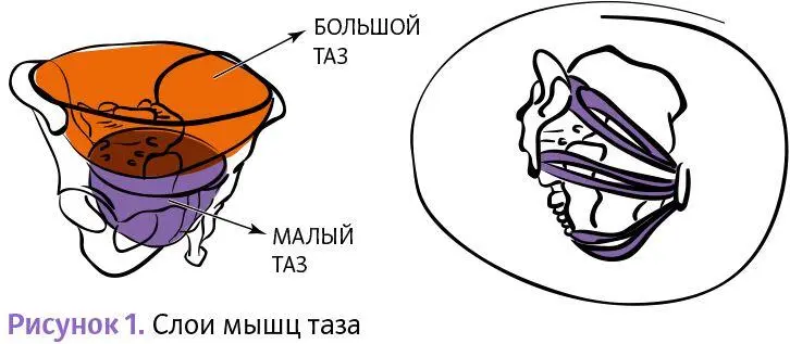 В полости большого таза лежат органы нижнего отдела брюшной полости малый таз - фото 1