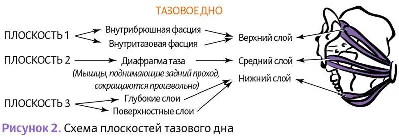 И вот наконец мы обнаружили тазовое дно Как вы можете видеть оно включает три - фото 2