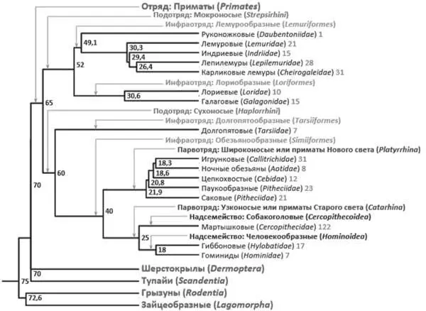 Генеалогическое дерево современных семейств приматов а также родственных им - фото 2
