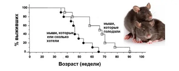 Рис2 Ранее предполагалось что низкое поступление калорий замедляет - фото 2