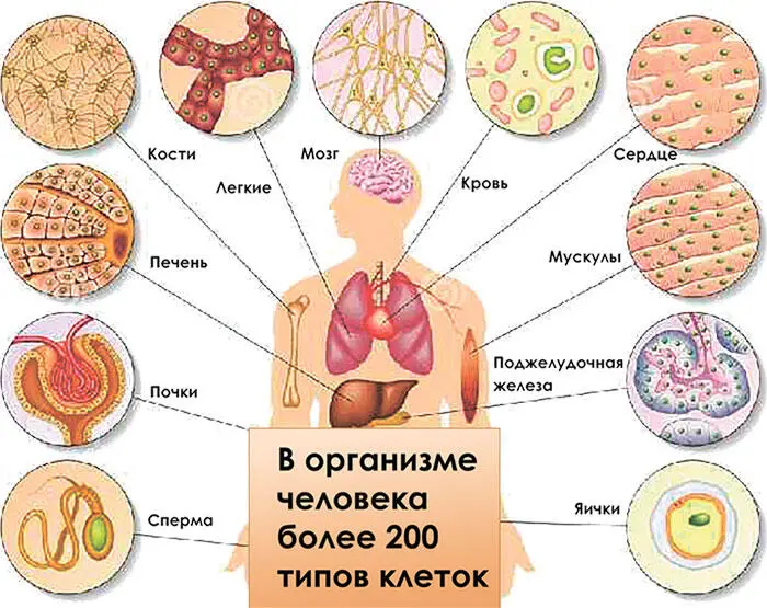 Рис 111 Клетки тела человека Все клетки человека а их у среднего по весу - фото 1
