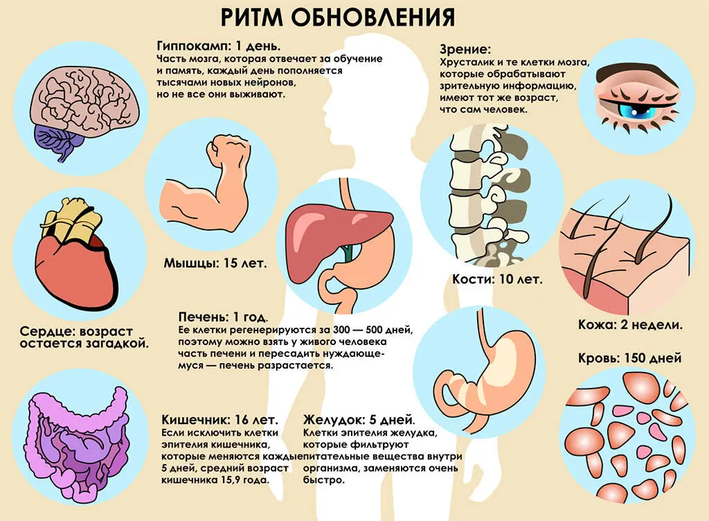 Рис 112 Времена обновления органов человека 6 - фото 2