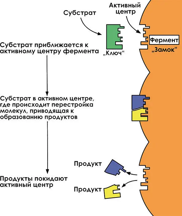 Рис 127 Как работает фермент В клетке одновременно проходят тысячи - фото 12