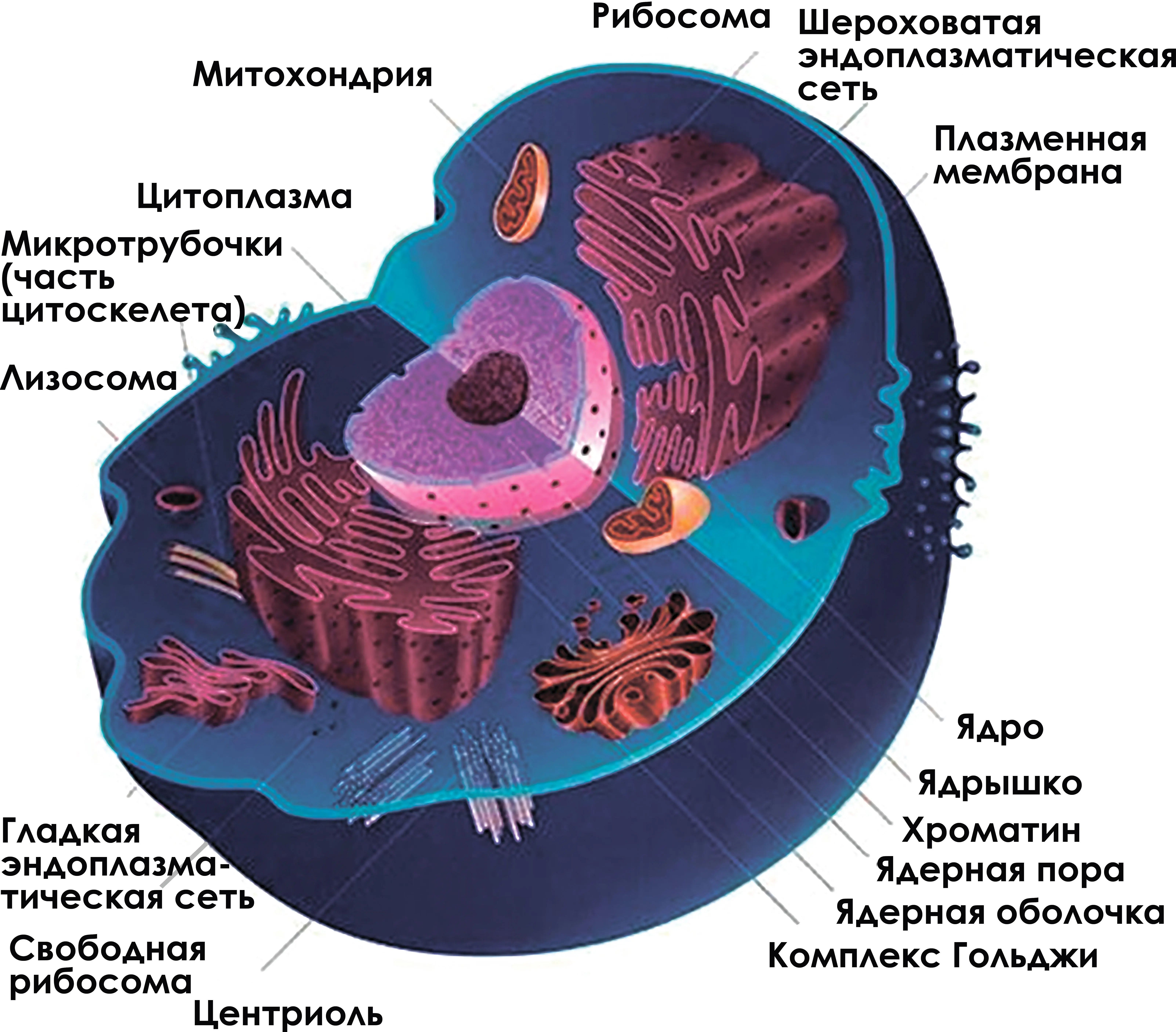 Рис 128 Структура клетки Наша цель понять как устроена клетка и как - фото 13