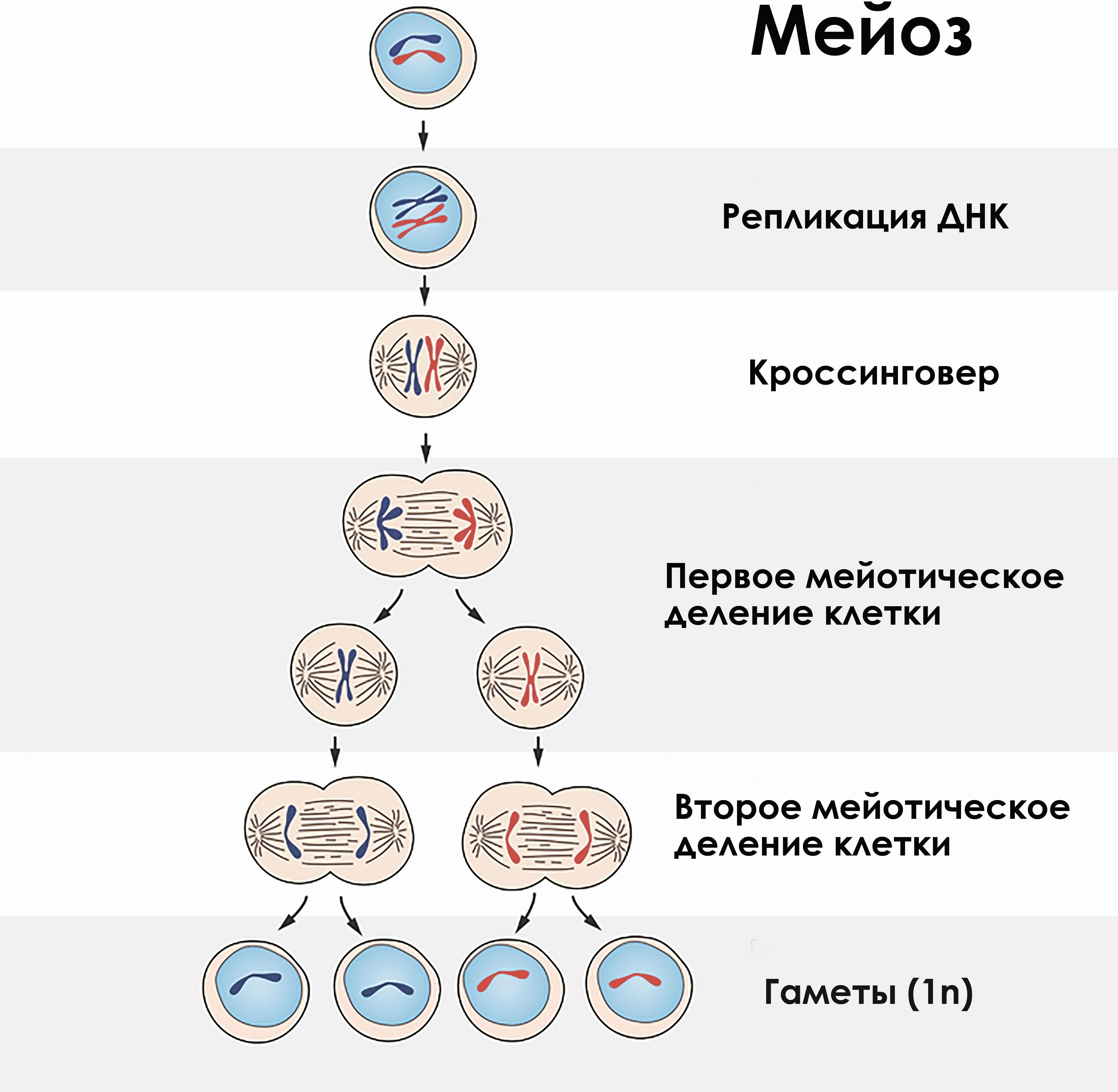 Рис 1214 Схема деления половых клеток мейоза В целом схема мейоза - фото 19
