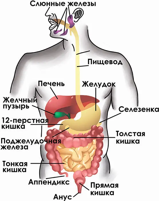 Рис 131 Система пищеварения Желудок полый выстланный эпителием и - фото 20