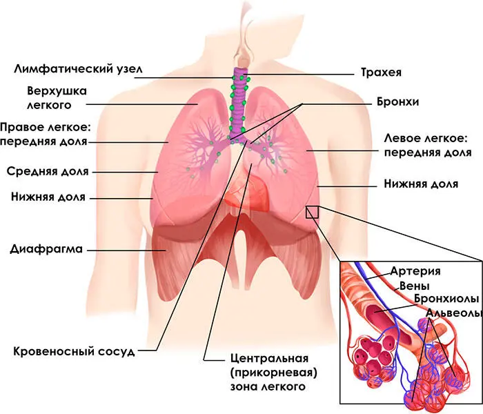 Рис 132 Дыхательная система Гортань сложный орган стенки которого - фото 21