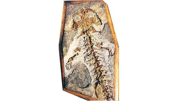 Древнейшая амфибия Ichthyostega Развитие Земли разделено на пять промежутков - фото 4