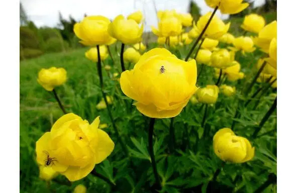 Купальницы из кн Вепсский лес За огородом у ручья купальницы цветут - фото 15