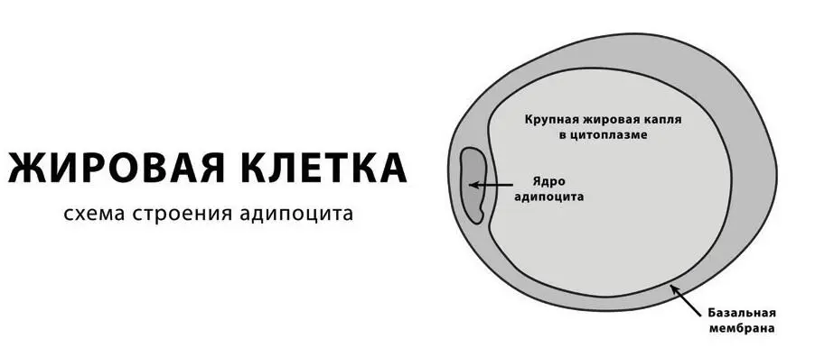 Комплекс из пяти базовых упражнений направленных на коррекцию веса Основа - фото 7