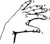 Нумерация пальцев левой руки рис 1 Палец 1 большой палец Палец 2 - фото 1