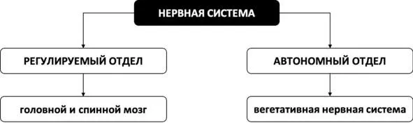 Рис 1 Отделы нервной системы Вегетативная нервная система и инстинкт - фото 1
