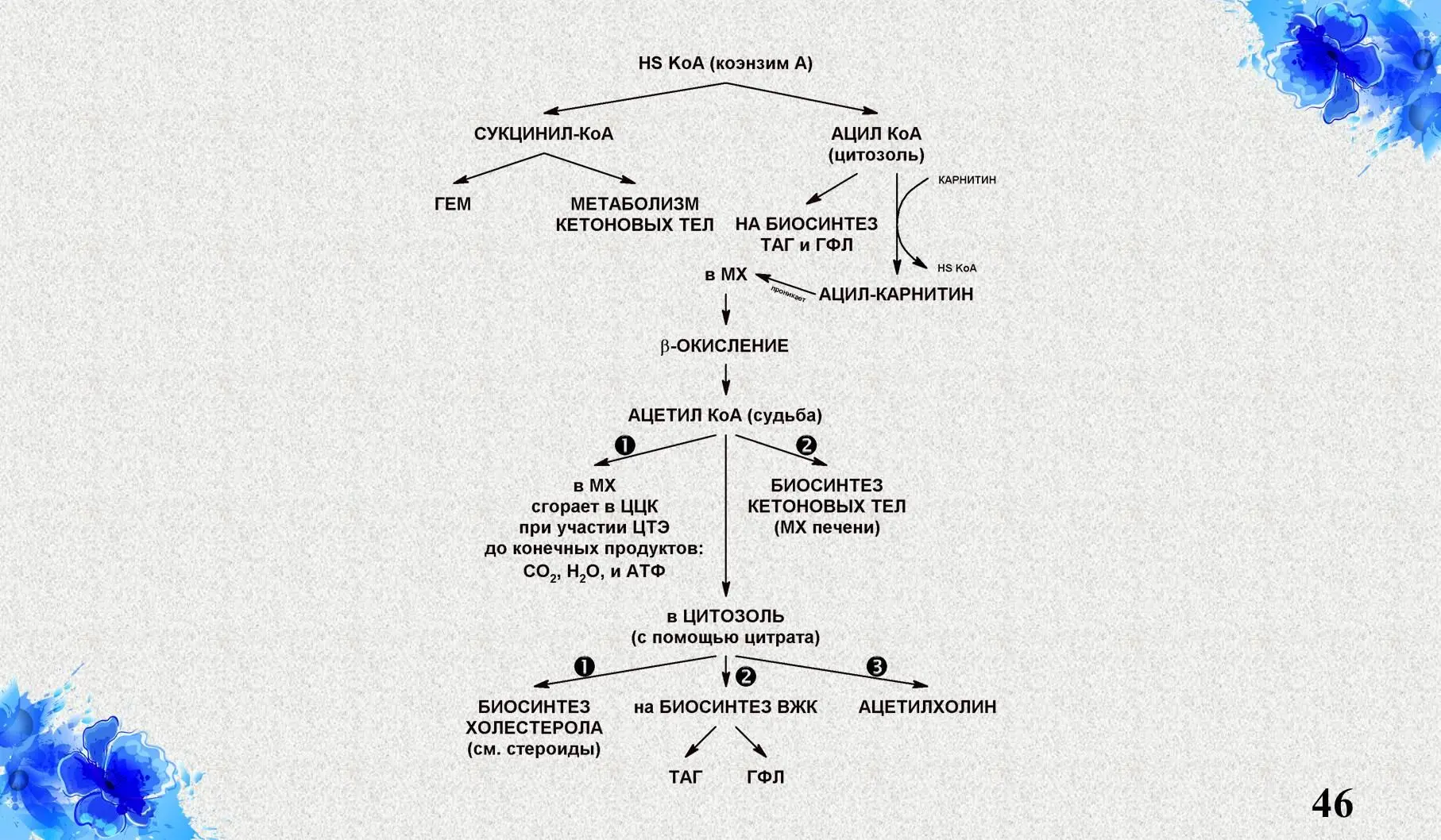 IX Связь ЦЦК с аминокислотами анаплеротические реакции Показана связь - фото 26