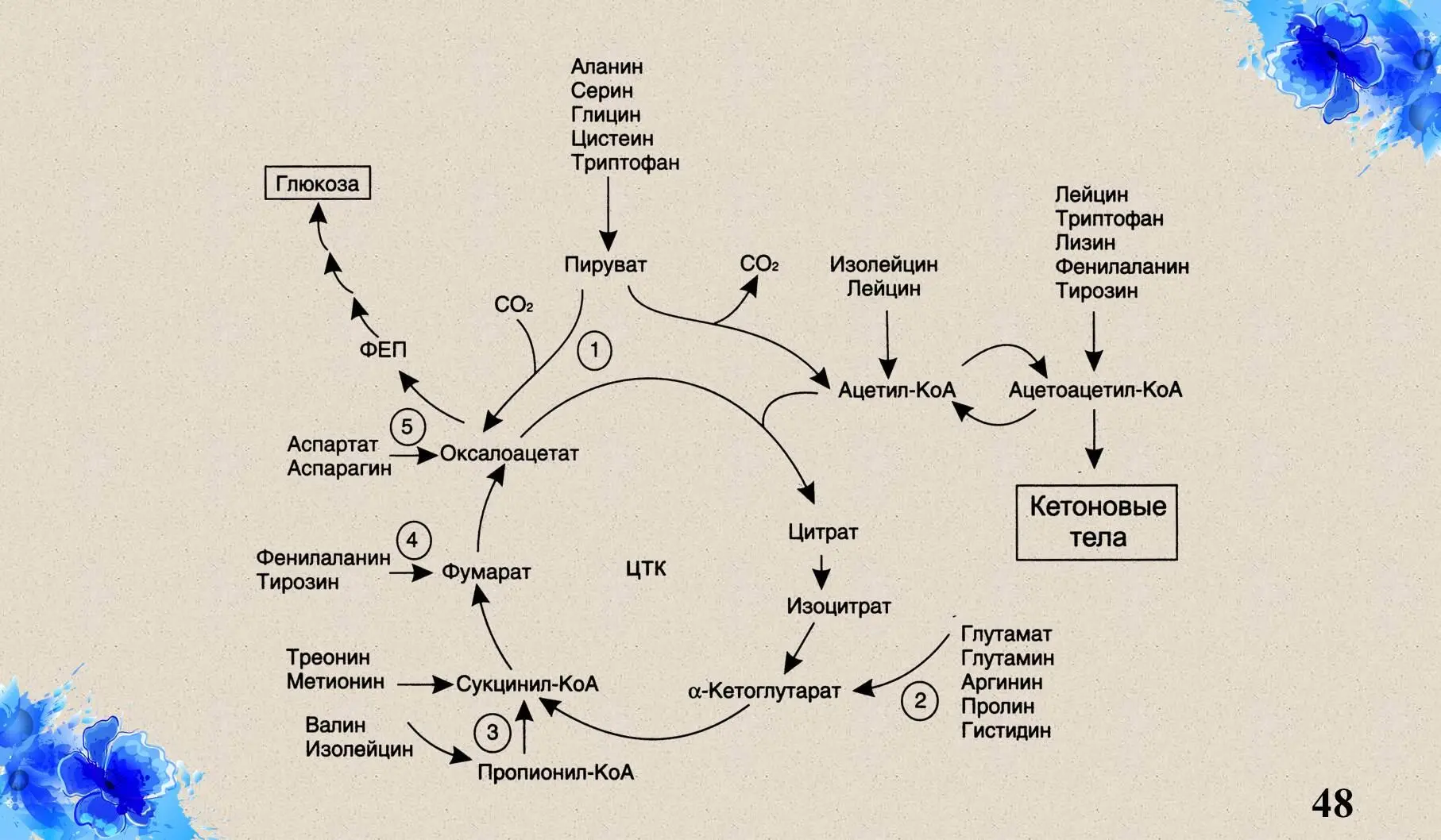 Показана связь ЦЦК с аминокислотами которые в результате отщепления NH 2 - фото 27