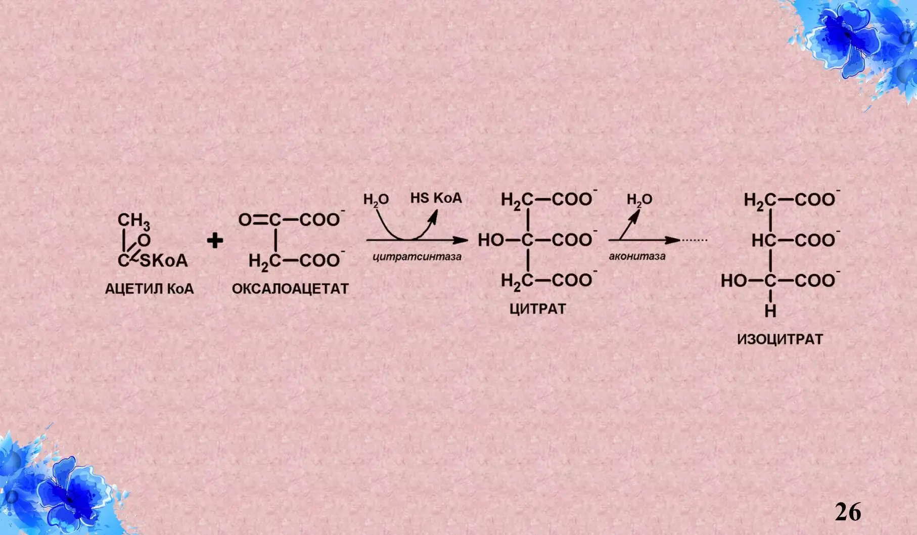 В результате первых реакций образовался изоцитрат который подвергается - фото 10