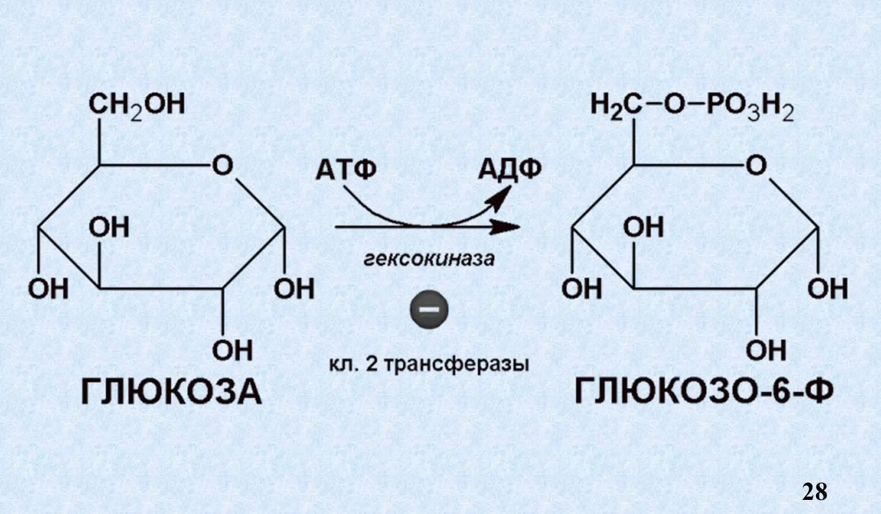 VIII Особенности ферментативного катализа а реакция первого порядка - фото 14