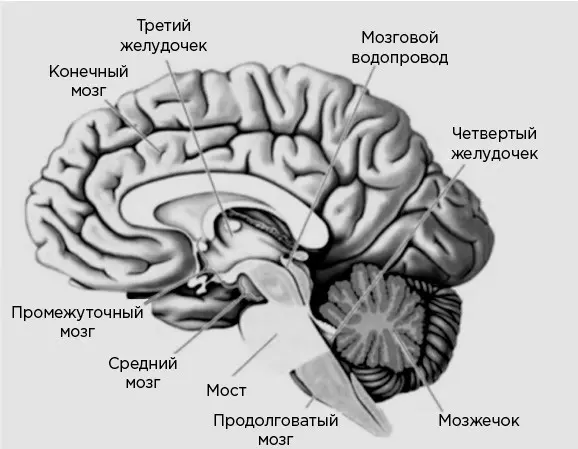Рис 12Схема продольного среза через головной мозг человека Показаны шесть - фото 2