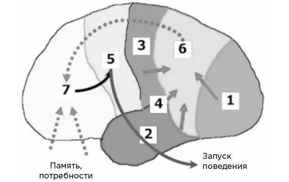 Рис 13Расположение и функции различных областей коры больших полушарий - фото 3