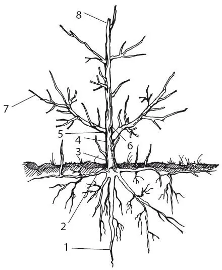 Рисунок 1Строение взрослого плодового дерева 1 вертикальный корень 2 - фото 1