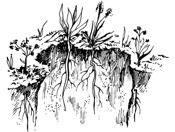 Рисунок 1 Расположение корней растений в слоях почвы Осенью когда отмирают - фото 1