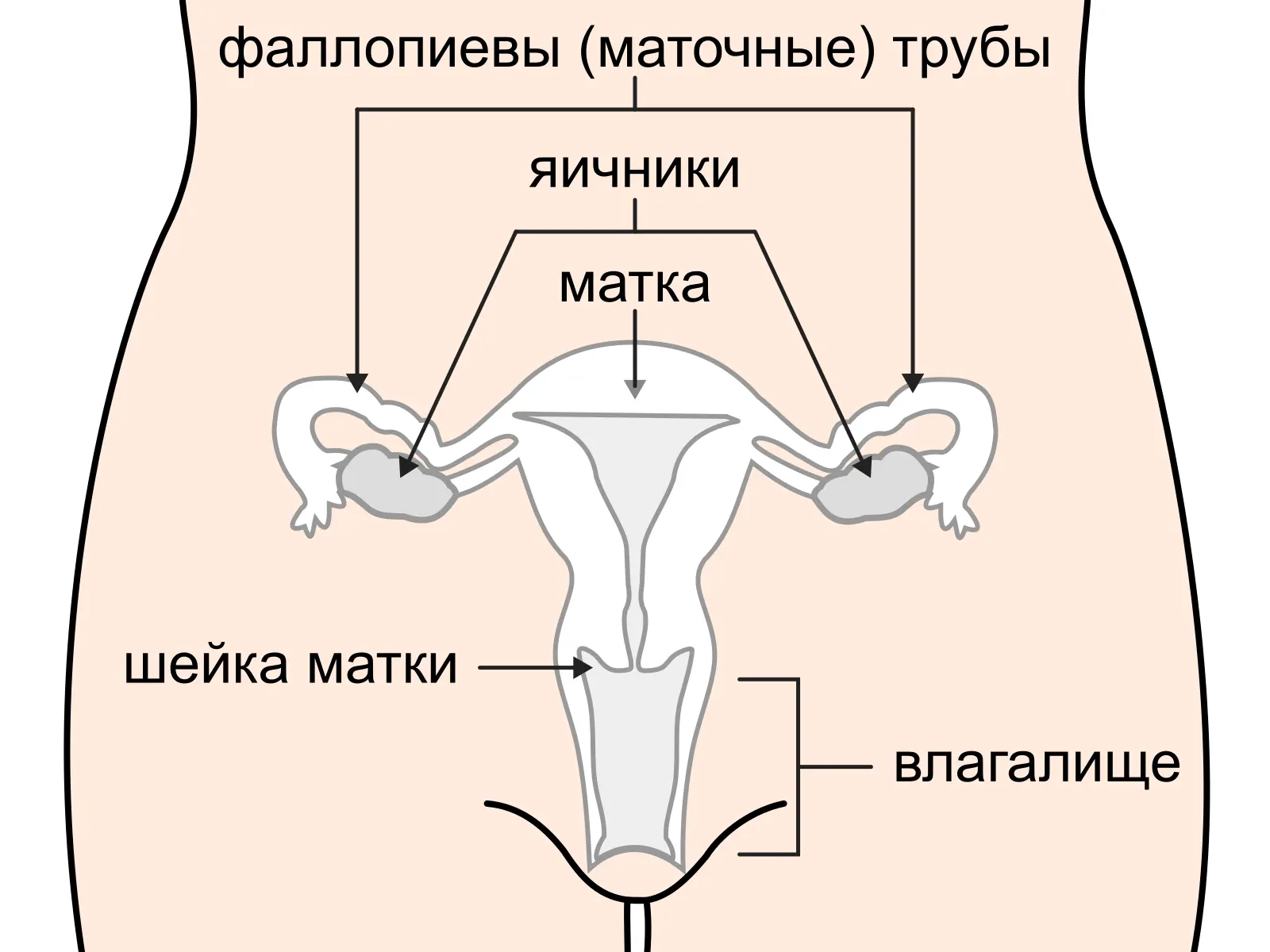 Рисунок 5 Женская репродуктивная система Тестполоски для определения - фото 67