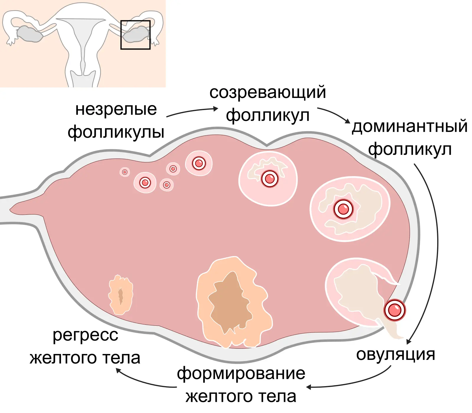 Рисунок 6 Превращение фолликула в желтое тело Желтое тело формируется на - фото 96