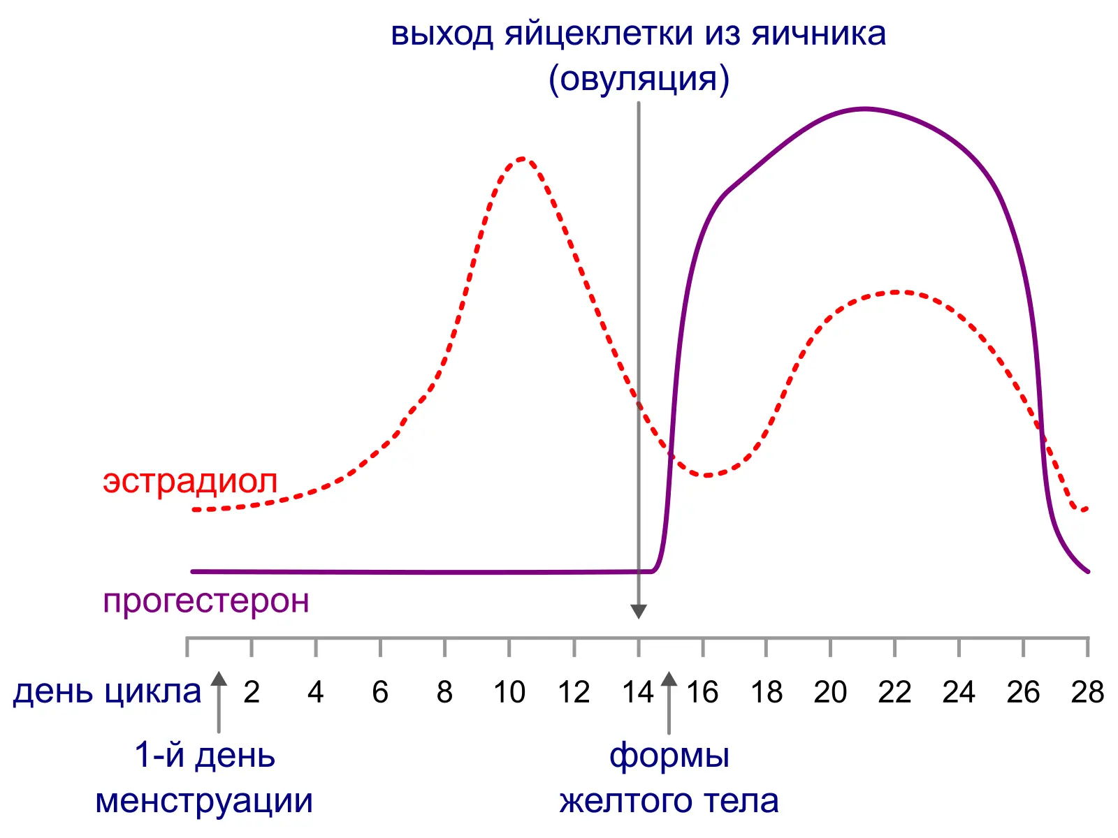 Рисунок 7 Уровни эстрогена и прогестерона на протяжении менструального цикла - фото 97