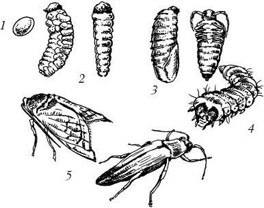 Рисунок 1 Стадии развития древоточца 1 яйца 2 личинки 3 куколки 4 - фото 1