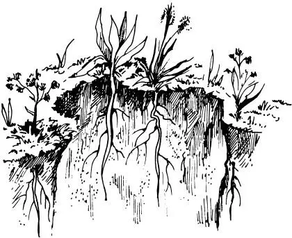 Рис 1 Расположение корней растений в слоях почвы Микрофлора почвы В - фото 1