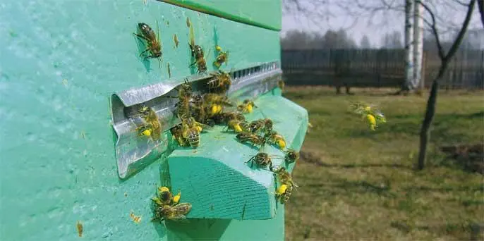 Пчелы носят в улей первую пыльцу А вот вся остальная информация будет - фото 1