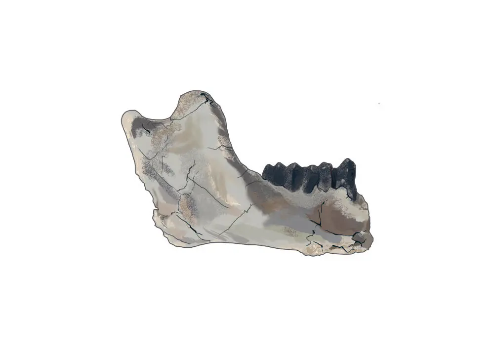Челюсть Rukwapithecus fleaglei Параллельно возникли и мартышкообразные зубы - фото 6