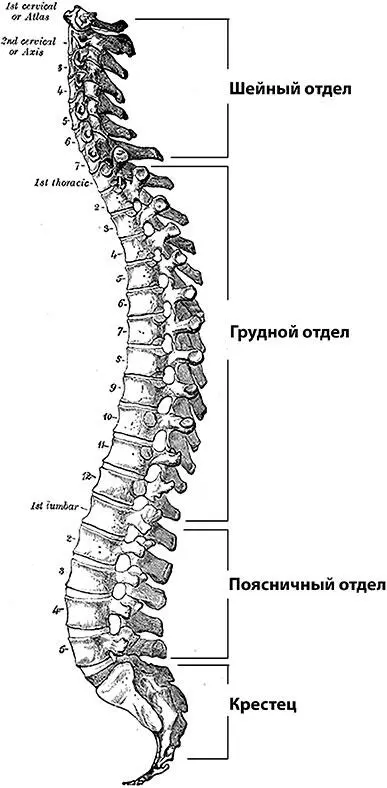 Рис 1 Отделы позвоночника Изгибы позвоночника Позвоночник человека не - фото 1