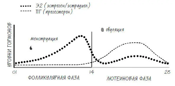 Фолликулярная фаза пятьдесят оттенков менструальной крови Все начинается в - фото 3