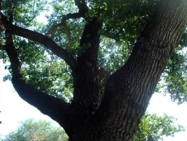 Впрочем важно было другое Мама рассказывала что под этим деревом в детстве - фото 1