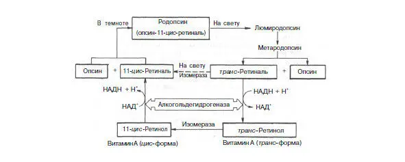 РАСПРОСТРАНЕНИЕ В ПРИРОДЕ И СУТОЧНАЯ ПОТРЕБНОСТЬ Витамин А широко - фото 3