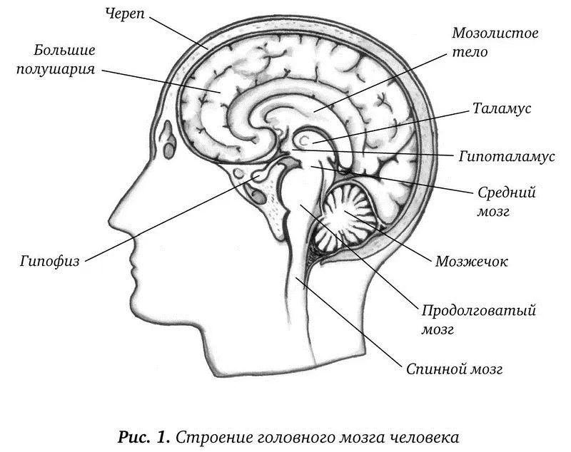 Сейчас мы с вами подробно поговорим о коре головного мозга которую еще - фото 1