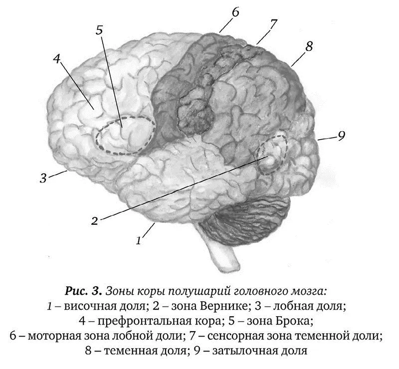 Лобная доля коры пожалуй самая загадочная область головного мозга Именно - фото 3
