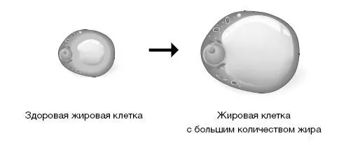 Что такое вода Вода это источник информации на уровне как клетки так и - фото 2