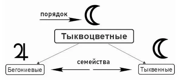 Порядок состоит из семейств Порядком Тыквоцветные управляет Луна семействами - фото 1