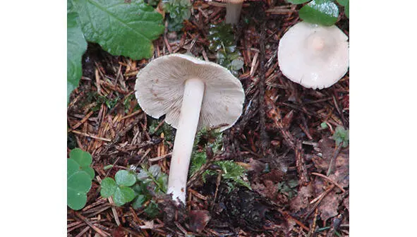 511 Плютей белый 512 Плютей грязноногий Pluteus podospileus - фото 3