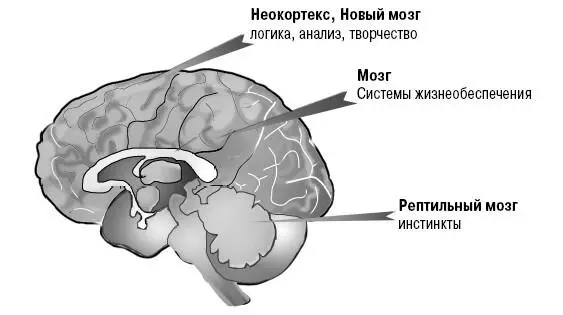 Инстинкты это алгоритмы действий Рептильного мозга которые обеспечивают нашу - фото 1