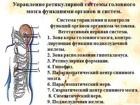 Рис 2 Управление ретикулярной системы головного мозга функциями органов и - фото 3