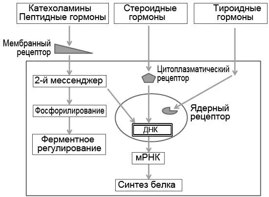 Рис 31Взаимодействие гормонов с клеточными рецепторами цитоплазматической - фото 10