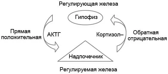 Рис 41Регулирующая железа гипофиза синтезирует адренокортикотропный гормон - фото 11