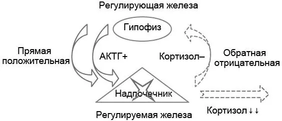 Рис 51Патофизиологическая двухуровневая модель развития гипокортицизма - фото 12